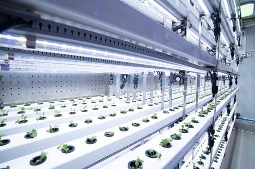 聚焦农业科技创新 植物工厂种出 智慧菜
