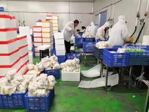 对接东盟和粤港澳大湾区 湖南宇秀生物科技,每天4万斤杏鲍菇销往粤港澳