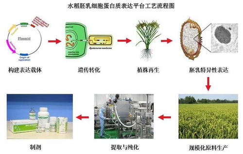 禾元生物上会在即 专耕 稻米造血 ,以科技诠释生物医药产品力