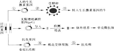 生物 现代生物科技专题人们应用生物工程技术可以获得所需要的生物新品种或新产品.请据图回答下列问题 1 获得抗虫基因的常用方法是 .然后利用 进行大量扩增